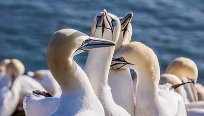 kaiyun平台-【夜读】本泽马拉帮结派，这样好吗？！