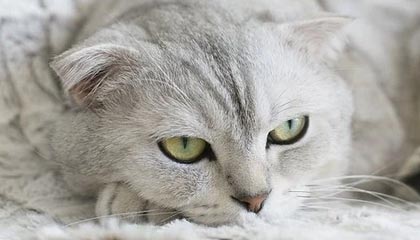 kaiyun中心-【人物】执教篮网遇多重挑战 纳什该如何搞定欧文KD